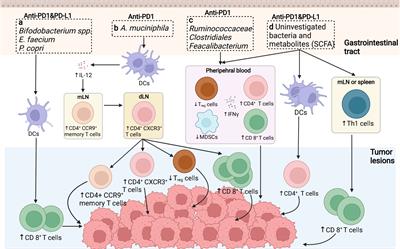 Gut Microbiota: A Promising Milestone in Enhancing the Efficacy of PD1/PD-L1 Blockade Therapy